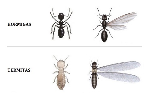Diferencias y similitudes entre hormigas y termitas